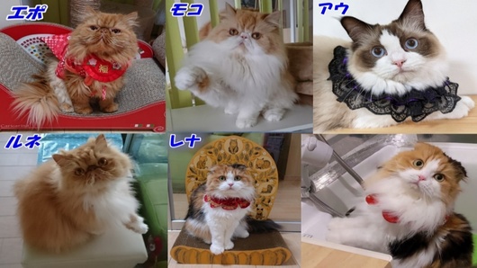 1280×720Seesaaブログ使用５匹の猫達と名前2021-10-29.jpg