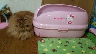 エポちゃんと新しいトイレ.jpg