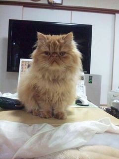 エポちゃん子ねこ2.jpg