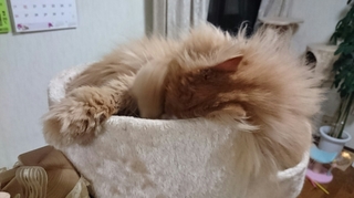 エポ眠りこけ４.JPG