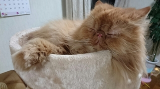 エポ眠りこけ５.JPG