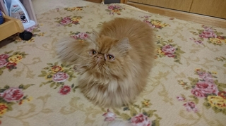 エポ０８１１.JPG