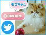 エリナの猫川柳画像.jpg