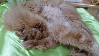 ゴロにゃんエポ３１の１.JPG