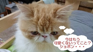 モコちゃん０９１７の３今はもう.JPG