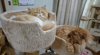 モコとエポ眠り１.JPG