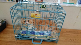 モコ病院３.JPG