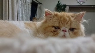 モコ眠り１.JPG