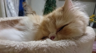 モコ眠り２.JPG