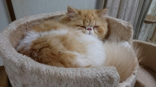 モコ眠り３.JPG