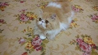 モコ０８１１.JPG