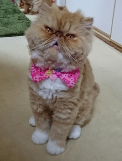 ルネちゃんお口.JPG