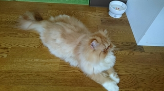 ルネ０８１８の２.JPG
