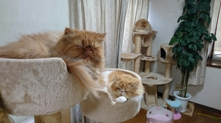 三匹キャットタワー１００８.JPG