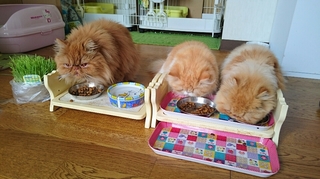三匹食事０７１１.JPG